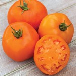 Tomato Orange Slice Hybrid
