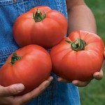 Tomato Porterhouse Hybrid
