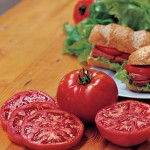 Tomato Steak Sandwich Hybrid