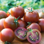 Tomato Sunchocola Hybrid
