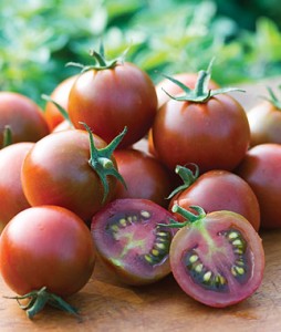 Tomato Sunchocola Hybrid | Garden Seeds and Plants