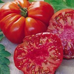 Tomato Tomande Hybrid