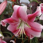 Uchida Oriental Lily