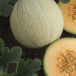 Melon Isabella