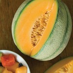 Cantaloupe Sweet ‘N Early Hybrid