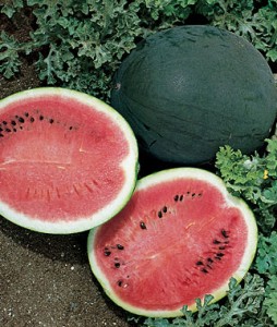 Watermelon Bush Sugar Baby | Garden Seeds and Plants