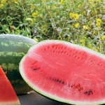 Watermelon Allsweet Organic