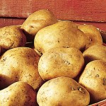 Potato Kennebec