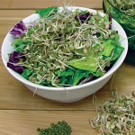 Sprout Seed Mung Bean