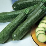 Squash Summer Burpee Hybrid Zucchini