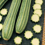 Squash Summer Gadzukes! Zucchini Hybrid