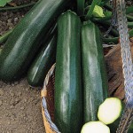 Squash Summer Super Zuke Zucchini Hybrid