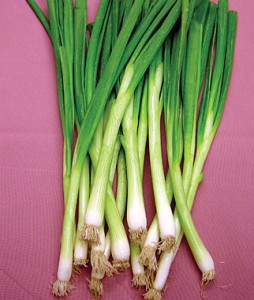 Bunching Onion White Lisbon | Garden Seeds and Plants