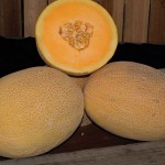 Melon Ananas Coquette Hybrid