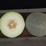 Melon Galia Regalia Hybrid