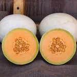 Melon Honeydew Arabian Breeze Hybrid