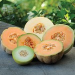 Melon Melons of the World Collection
