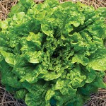 Lettuce Green Frills Hybrid
